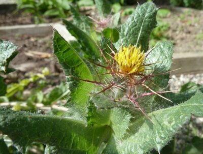 Benediktendistel