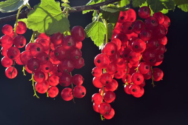 Was ist ribisel ? 2 currants 3538617 1280