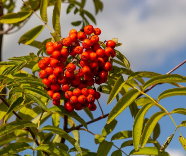 Vogelbeere