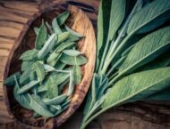 Salbei – Heilwirkung und Rezepte