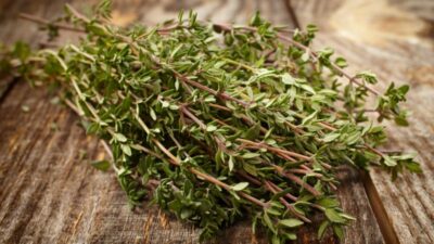 Thymian