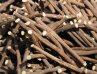 Süßholz – Heilwirkung und Anwendung