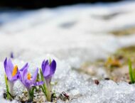 Die Eisheiligen 11. bis 15. Mai