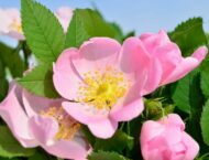 Rosenblüten der Heckenrose (Hagebuttenstrauch) – Heilwirkung und Rezepte