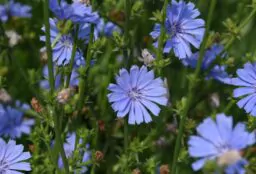 Wegwarte