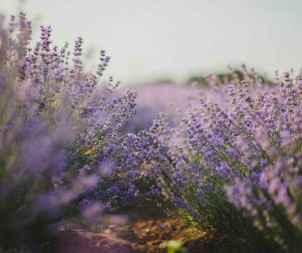 Lavendel