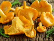 Pilze im Herbst – Pfifferling – Eierschwammerl