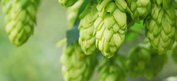 Hopfen
