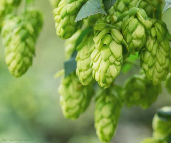 Hopfen