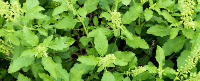 Tulsi