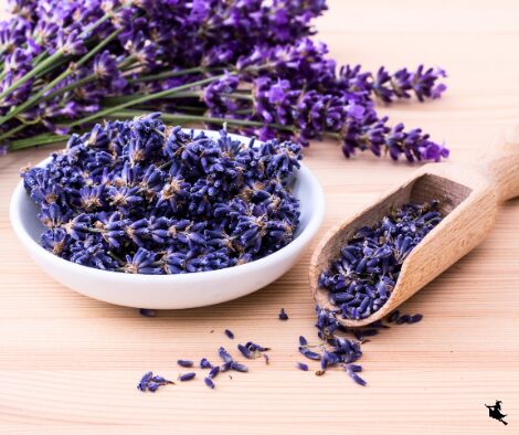 Lavendel