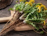 Löwenzahn: Heilkraut vor der Tür