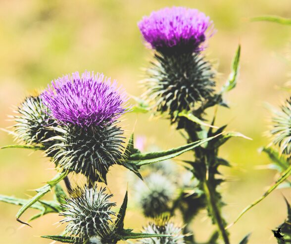Mariendistel