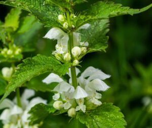 weiße taubnessel