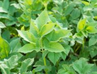 Giersch – unterschätztes Wildkraut mit großer Heilkraft