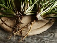 Fastenzeit  und Heilkräuter als natürliche Begleiter