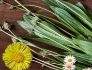 Heilkräuter für den April