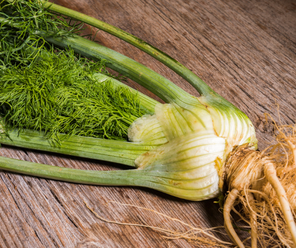 Fenchel