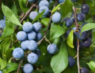 Heilkräuter im Oktober – Wurzeln, Früchte und wilde Schätze des Herbstes