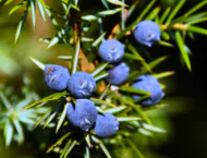 Wacholder-Hausmittel – traditionelle Kräuterrezepte für Herbst und Winter