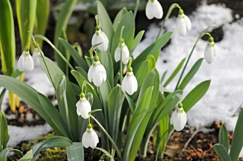snowdrop-3148807_1280 Schneeglöckchen