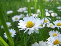 Gänseblümchen Gänseblümchen