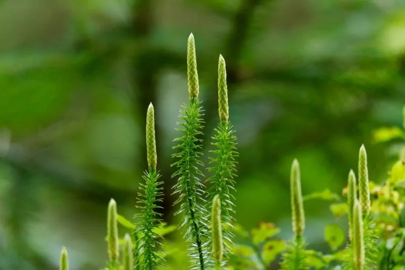 lycopodium-4432448_1280 bärlapp