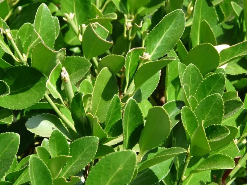 true-laurel-9192_1280 Lorbeer