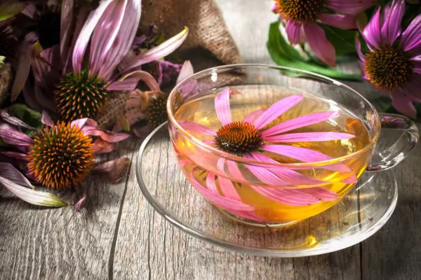 Echinacea Echinacea
