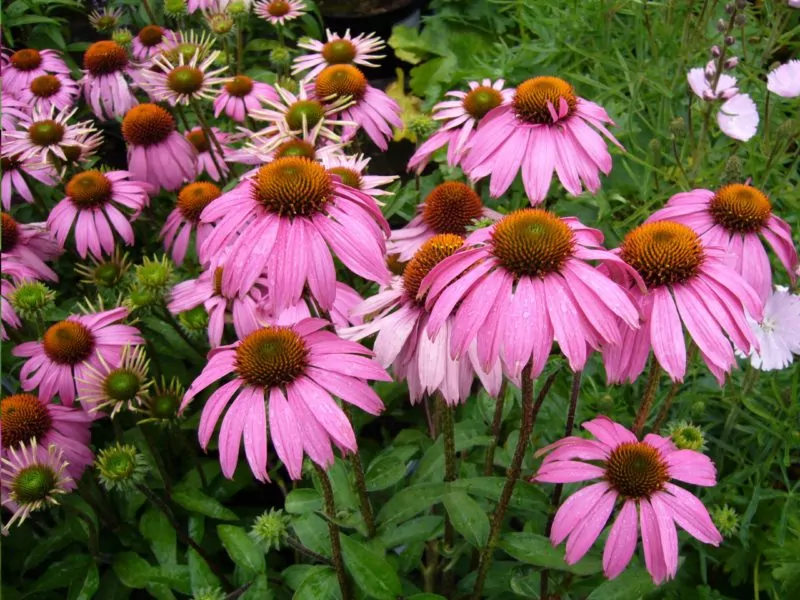 echinacea echinacea