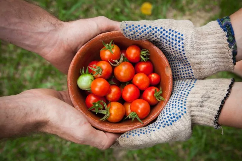 Tomaten Tomaten