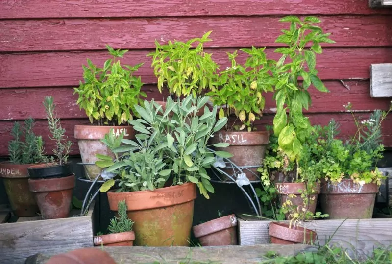 herb-garden-2294487_1280 Kräutergarten