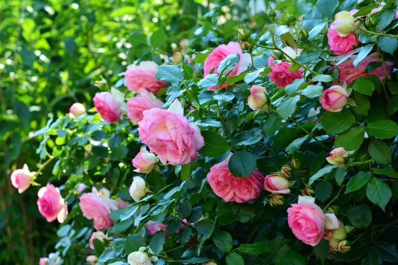 roses-3426105_1280 Rose
