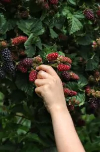 Brombeeren