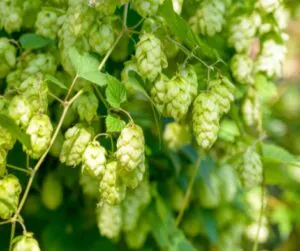 Hopfen